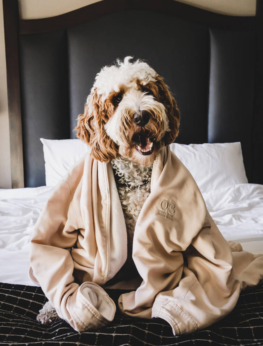 a white and brown poodle sitting on a luxurious bed wearing a oak bay beach hotel robe