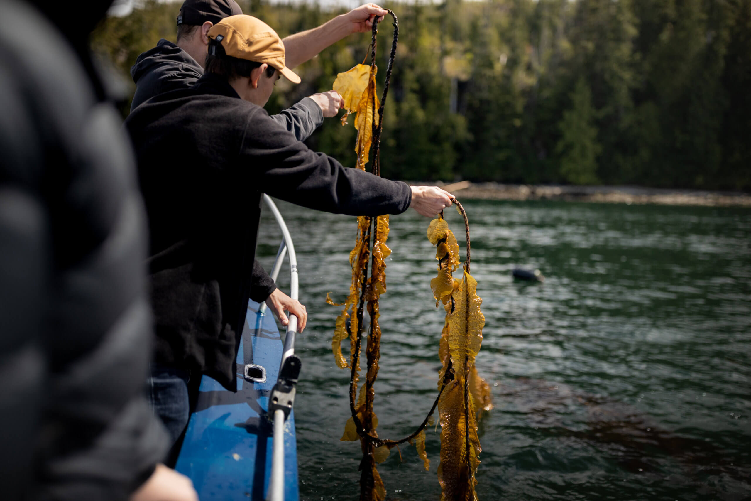 veritree kelp removed from ocean in rainy bay